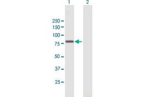 Western Blot analysis of ZNF263 expression in transfected 293T cell line by ZNF263 MaxPab polyclonal antibody. (ZNF263 anticorps  (AA 1-683))