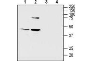 Western blot analysis of mouse (lanes 1 and 3) and rat (lanes 2 and 4) brain lysates: - 1,2. (Melatonin Receptor 1B anticorps  (3rd Intracellular Loop))