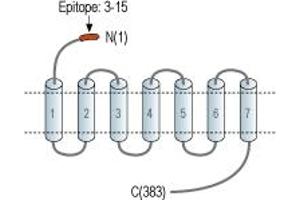 Representative domain view of the target of ABIN7236613. (Prokineticin Receptor 2 (PROKR2) Peptide)