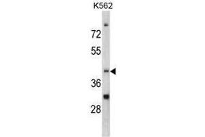 Image no. 1 for anti-CCR4 Carbon Catabolite Repression 4-Like (CCRN4L) (C-Term) antibody (ABIN452826) (CCRN4L anticorps  (C-Term))