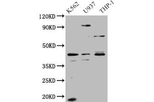 Western Blot Positive WB detected in: HepG2 whole cell lysate All lanes: APOL1 antibody at 1.