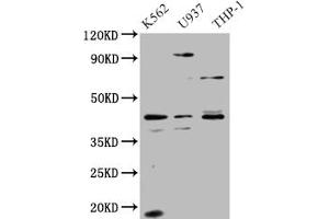 Western Blot Positive WB detected in: HepG2 whole cell lysate All lanes: APOL1 antibody at 1. (APOL1 anticorps  (AA 179-398))