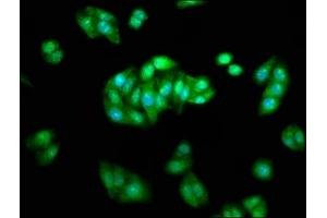 Immunofluorescence staining of HepG2 cells with ABIN7145444 at 1:233, counter-stained with DAPI.