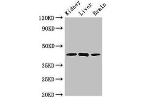 Western Blot Positive WB detected in: Mouse kidney tissue, Rat liver tissue, Rat brain tissue All lanes: KLF12 antibody at 2. (KLF12 anticorps  (AA 36-313))