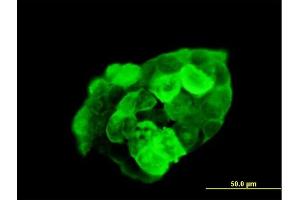 Immunofluorescence of purified MaxPab antibody to G3BP1 on 293 cell.