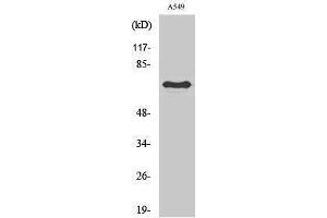 Western Blotting (WB) image for anti-Frizzled Family Receptor 3 (FZD3) (Internal Region) antibody (ABIN3175150) (FZD3 anticorps  (Internal Region))