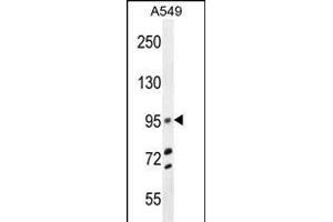 TRIM9 Antibody (C-term) (ABIN655760 and ABIN2845203) western blot analysis in A549 cell line lysates (35 μg/lane). (TRIM9 anticorps  (C-Term))