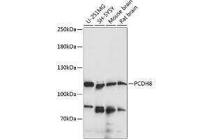Western blot analysis of extracts of various cell lines, using PCDH8 antibody (ABIN7269731) at 1:1000 dilution.