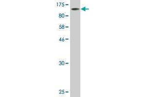 Western Blot detection against Immunogen (107.