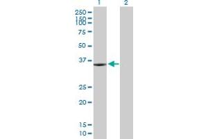Western Blot analysis of KIF6 expression in transfected 293T cell line by KIF6 MaxPab polyclonal antibody. (KIF6 anticorps  (AA 1-293))