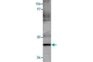 Western blot analysis of HeLa cells with MAEL polyclonal antibody  at 1 ug/mL dilution. (MAEL anticorps  (C-Term))