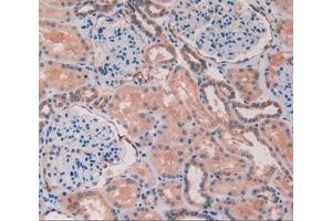 IHC-P analysis of kidney tissue, with DAB staining. (Caveolin-1 anticorps  (AA 2-104))