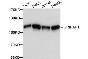 Western blot analysis of extracts of various cell lines, using GRIPAP1 antibody (ABIN6290427) at 1:3000 dilution. (GRIPAP1 anticorps)