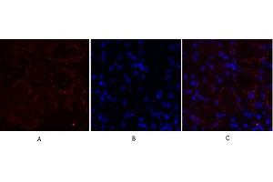 Immunofluorescence analysis of mouse kidney tissue. (MMP2 anticorps  (AA 580-660))