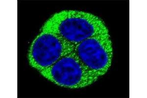 Confocal immunofluorescent analysis of NQO1 antibody with HeLa cells followed by Alexa Fluor 488-conjugated goat anti-rabbit lgG (green).