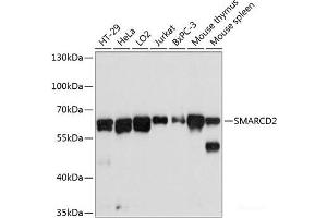 Western blot analysis of extracts of various cell lines using SMARCD2 Polyclonal Antibody at dilution of 1:3000. (SMARCD2 anticorps)