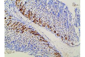 ABIN6277691 at 1/100 staining mouse gastric tissue sections by IHC-P. (Ephrin B2 anticorps  (C-Term))