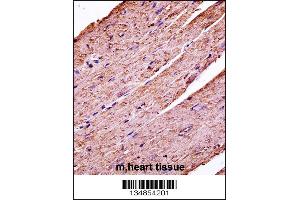 Mouse Pdk3 Antibody immunohistochemistry analysis in formalin fixed and paraffin embedded mouse heart tissue followed by peroxidase conjugation of the secondary antibody and DAB staining. (PDK3 anticorps  (C-Term))