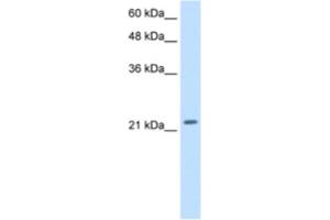 Western Blotting (WB) image for anti-Polyamine Modulated Factor 1 (PMF1) antibody (ABIN2460243) (PMF1 anticorps)