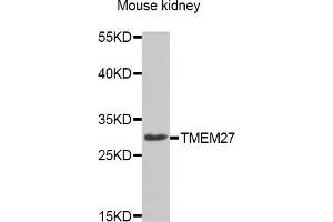 Western blot analysis of extracts of Mouse kidney cell line, using TMEM27 antibody. (TMEM27 anticorps)