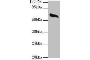 Western blot All lanes: GPC4 antibody at 8 μg/mL + Mouse brain tissue Secondary Goat polyclonal to rabbit IgG at 1/10000 dilution Predicted band size: 63, 55 kDa Observed band size: 63 kDa (GPC4 anticorps  (AA 19-210))