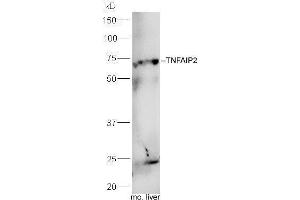 TNFAIP2 anticorps  (AA 551-654)