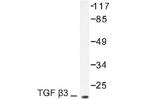 Image no. 1 for anti-Transforming Growth Factor, beta 3 (TGFB3) antibody (ABIN271851) (TGFB3 anticorps)