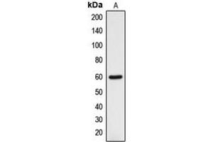 Western blot analysis of DCLRE1B expression in HOS (A) whole cell lysates. (DCLRE1B anticorps  (C-Term))
