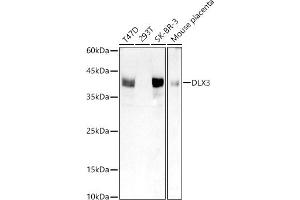 Western blot analysis of extracts of various cell lines, using DLX3 antibody (ABIN7266800) at 1:1000 dilution. (DLX3 anticorps)