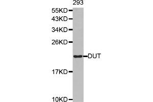 Western blot analysis of extracts of 293T cells, using DUT antibody (ABIN6292370). (Deoxyuridine Triphosphatase (DUT) anticorps)