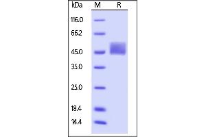 Biotinylated Human Mesothelin (296-580), His,Avitag on  under reducing (R) condition.