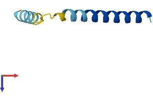 AlphaFold protein structure predicition of Human Recombinant PLN Protein, UniprotID P26678