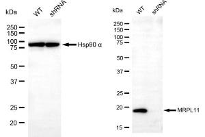 Western blotting analysis using MRPL11 antibody (ABIN7799430). (MRPL11 anticorps)