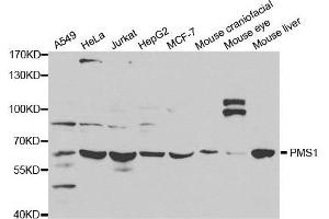 Western blot analysis of extracts of various cell lines, using PMS1 antibody. (PMS1 anticorps  (AA 405-619))