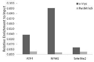 Chromatin immunoprecipitation analysis of extracts of K-562 cells, using c-Myc antibody (ABIN7268711) and rabbit IgG. (c-MYC anticorps)