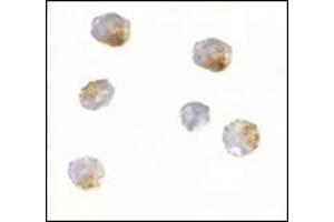 Immunocytochemistry of OVGP1 in 293 cells with this product at 2.