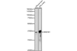 Western blot analysis of extracts of various cell lines, using HSD3B1 antibody (ABIN7267801) at 1:1000 dilution. (HSD3B1 anticorps)