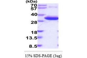 SDS-PAGE (SDS) image for 3-Hydroxymethyl-3-Methylglutaryl-CoA Lyase (HMGCL) (AA 28-325) protein (His tag) (ABIN5854983)