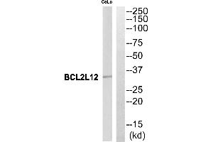 Western blot analysis of extracts from CoLo cells, using BCL2L12 antibody.
