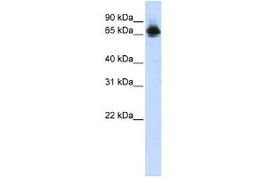 WB Suggested Anti-FUBP1 Antibody Titration:  0. (FUBP1 anticorps  (Middle Region))