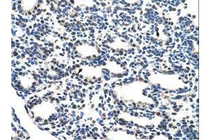 Image no. 1 for anti-Nuclear Respiratory Factor 1 (NRF1) (AA 429-478) antibody (ABIN203328)