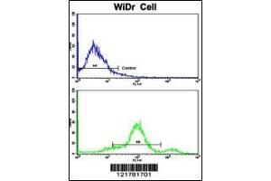 Flow cytometric analysis of widr cells using CCHCR1 Antibody (bottom histogram) compared to a negative control cell (top histogram). (CCHCR1 anticorps  (AA 599-627))