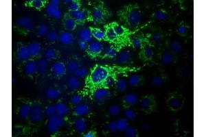 Anti-HIBCH mouse monoclonal antibody (ABIN2453128) immunofluorescent staining of COS7 cells transiently transfected by pCMV6-ENTRY HIBCH (RC209814). (HIBCH anticorps)