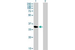 Western Blot analysis of NME5 expression in transfected 293T cell line by NME5 MaxPab polyclonal antibody. (NME5 anticorps  (AA 1-212))