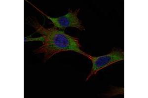 Immunofluorescence analysis of NIH/3T3 cells using HK1 mouse mAb (green).