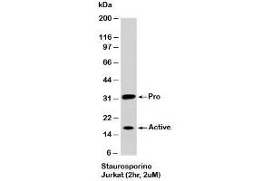 Western blot testing of staurosporine-treated Jurkat cells (2 hr, 2 uM) with Caspase-3 antibody at 2ug/ml. (Caspase 3 anticorps)
