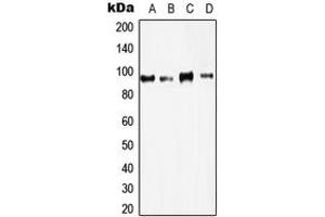 Western blot analysis of PCAF expression in A431 (A), HeLa (B), HT29 (C), A549 (D) whole cell lysates.