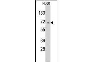 Western blot analysis of anti-EARS2 Pab (ABIN391828 and ABIN2841672) in HL60 cell line lysates (35 μg/lane). (EARS2 anticorps  (C-Term))