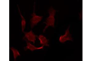 ABIN6267440 staining NIH-3T3 by IF/ICC.