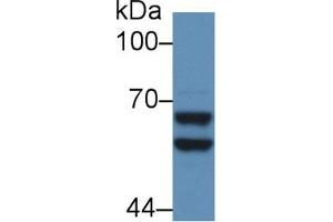 Western Blot; Sample: Mouse Liver lysate; Primary Ab: 5µg/ml Rabbit Anti-Rat a2PI Antibody Second Ab: 0.